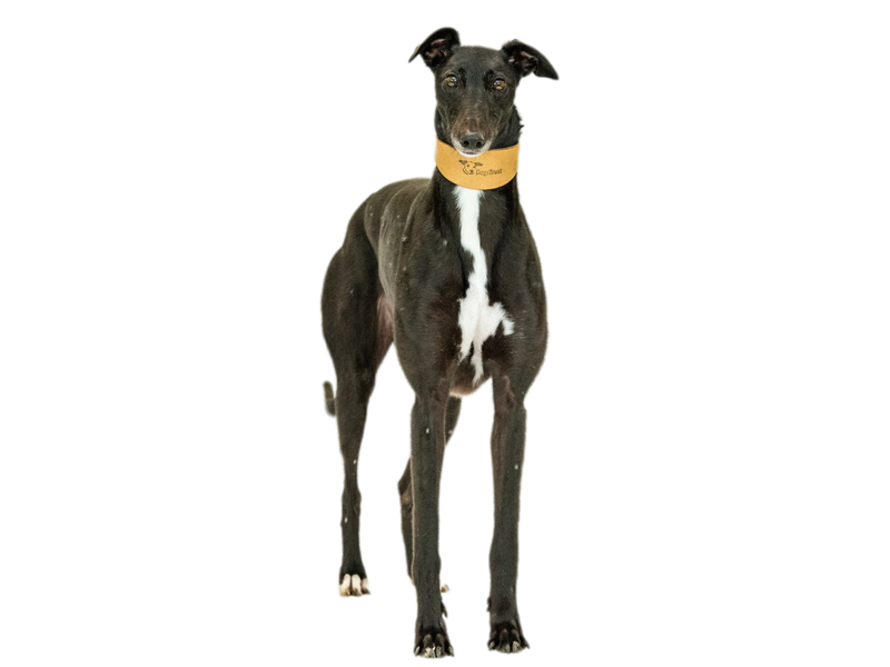 A black Greyhound