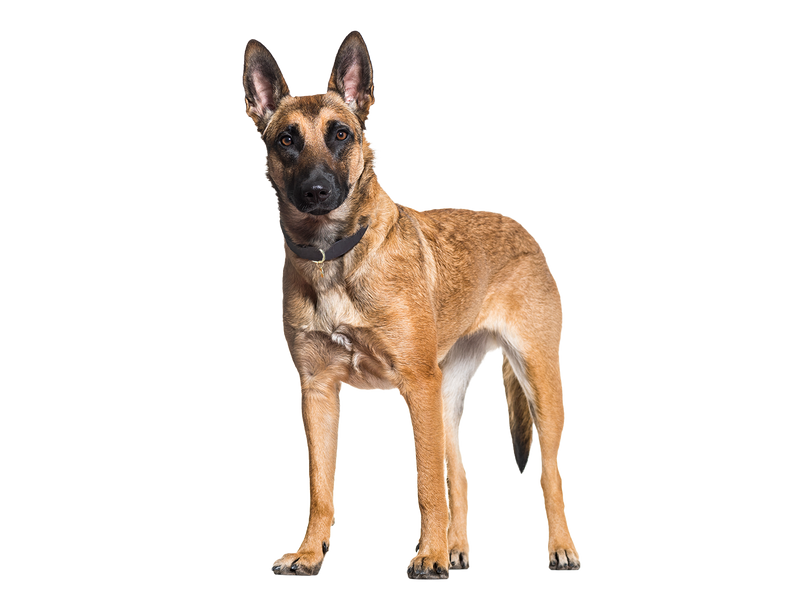 a young Belgian Malinois