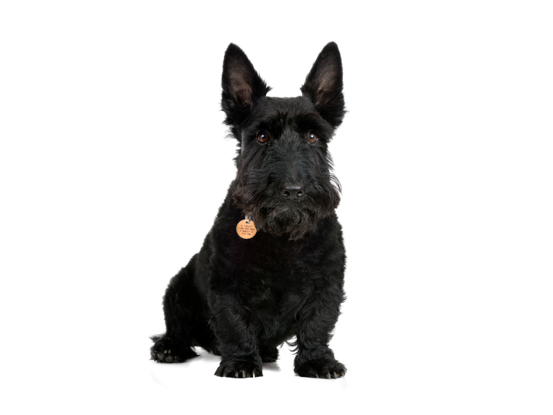 Scottie dog shop
