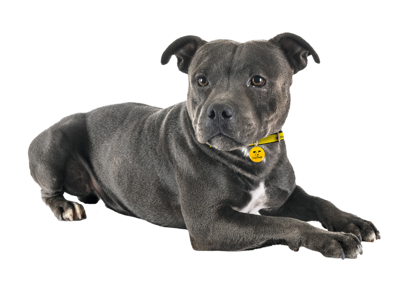 Staffie cross dog sitting during a photoshoot