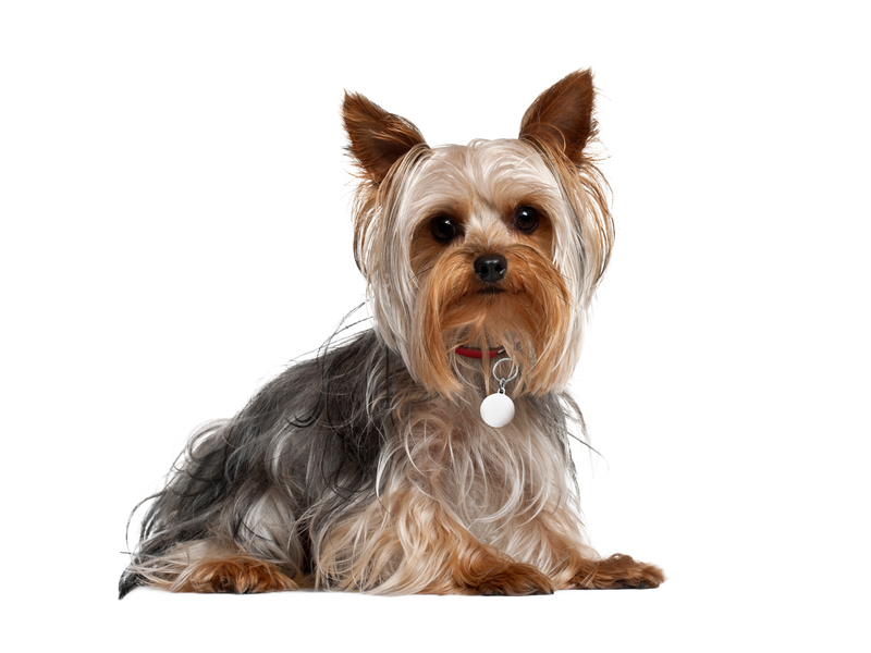 A Yorkshire Terrier looking towards the camera