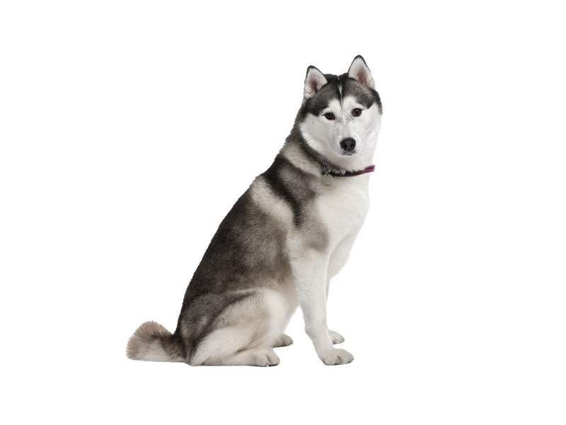 Akita dog behind a white, transparent background 