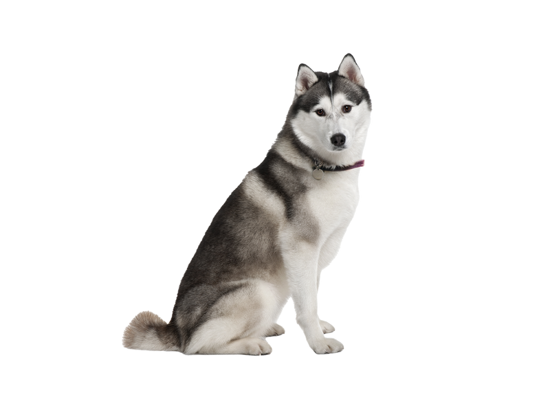 Akita sales of dog