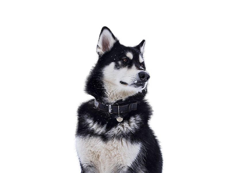 Alaskan Malamute dog behind a white, transparent background