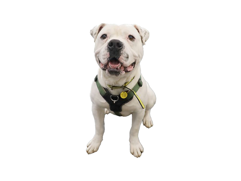 American Bulldog on white transparent background.