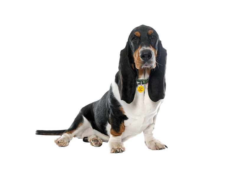 Basset Hound behind a white, transparent background