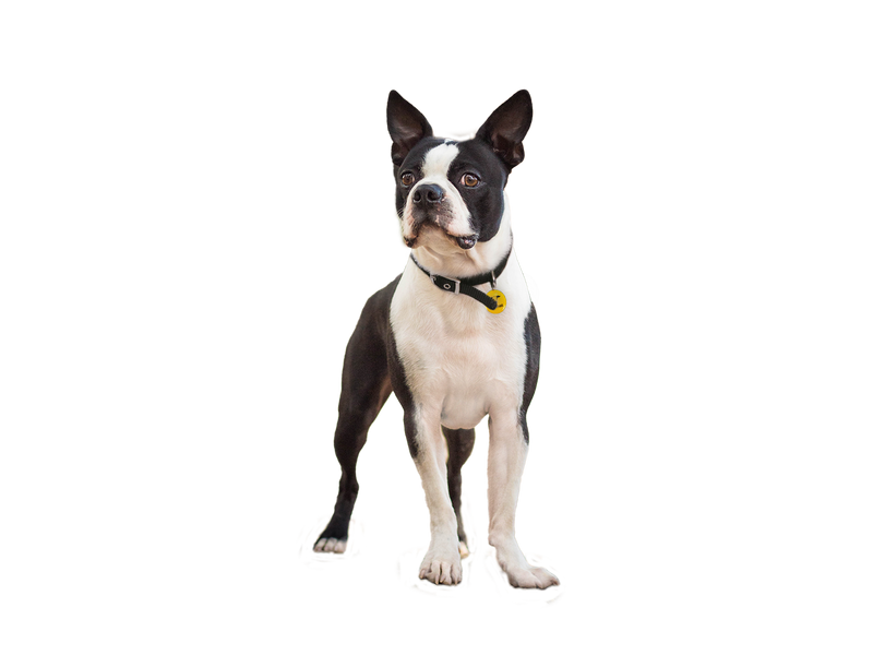 Boston Terrier behind a white, transparent background