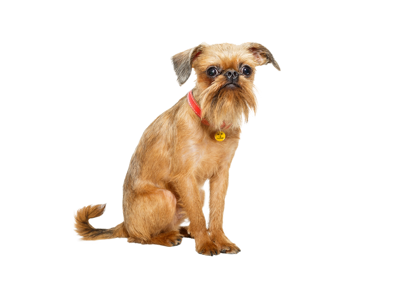 Brussels Griffon dog behind a white, transparent background