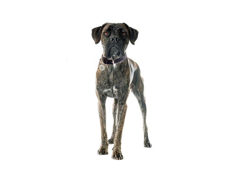 Cane Corso dog behind a white, transparent background