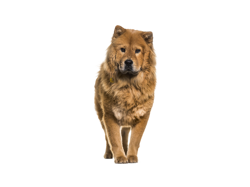 Chow Chow dog behind a white, transparent background