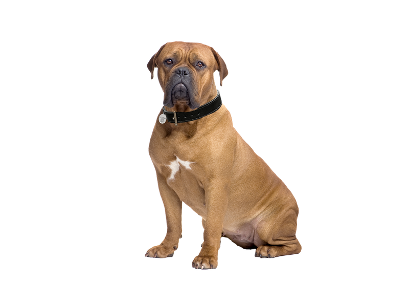 Dogue De Bordeaux dog behind a white, transparent background