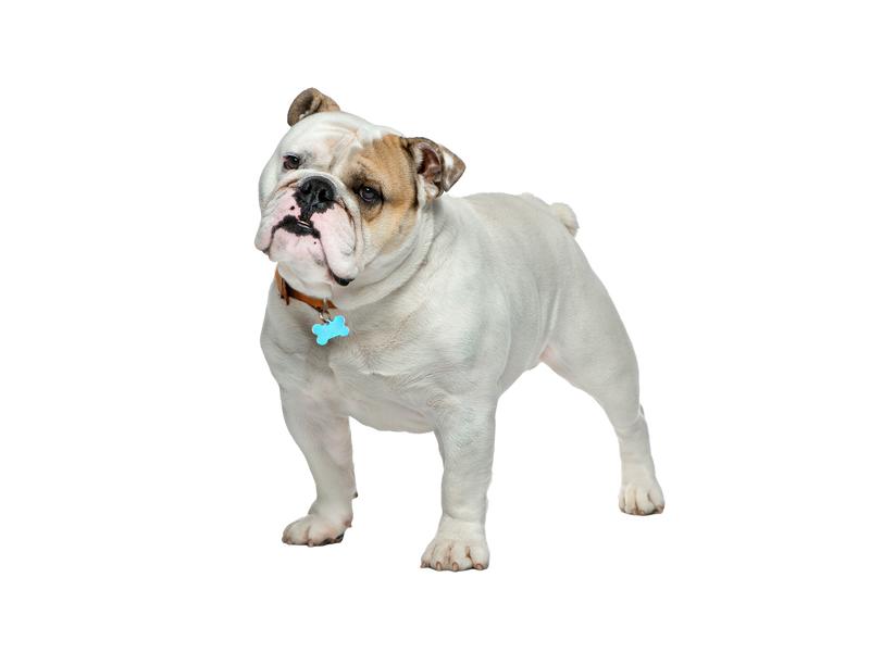 English Bulldog on a white transparent background. 