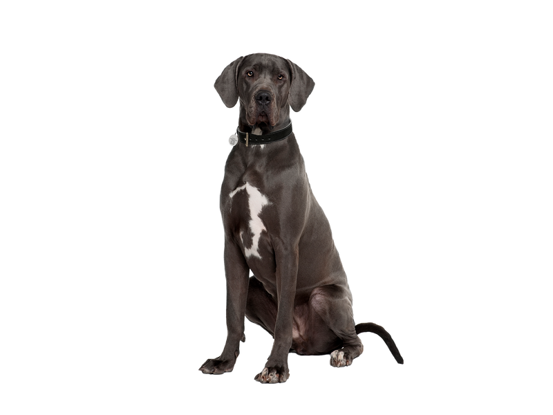 Great Dane dog on white transparent background