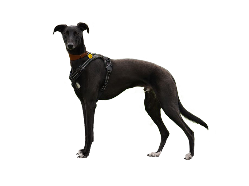 Lurcher behind a white, transparent background