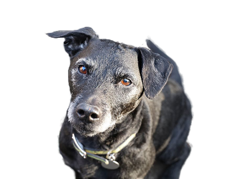 Patterdale Terrier black dog behind a white, transparent background