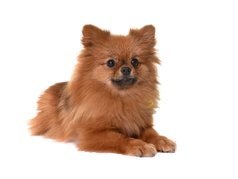 Pomeranian behind a white transparent background