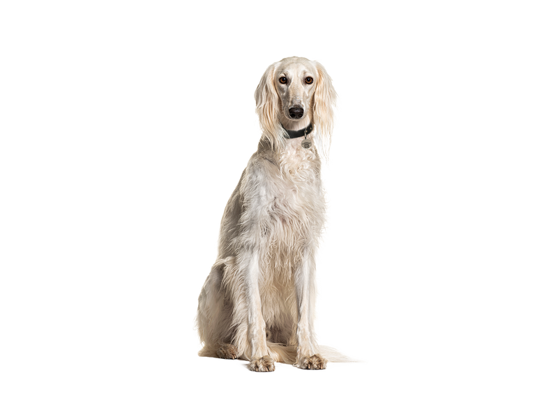 Saluki dog behind a white transparent background