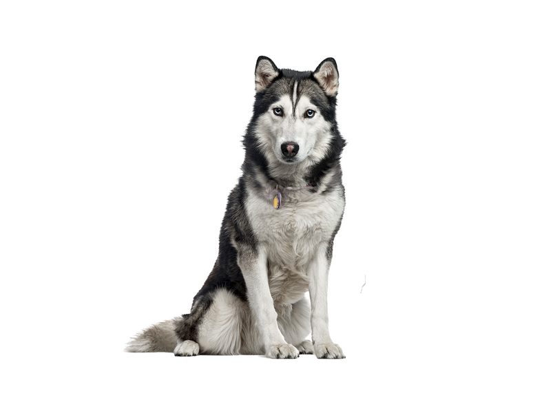 Siberian Husky dog behind white transparent background