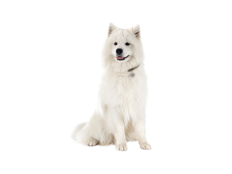 Spitz dog behind white transparent background