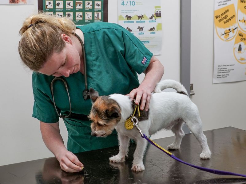 Small Jack Russell Terrier being looked at on examining table with vet wearing a teal shirt. 