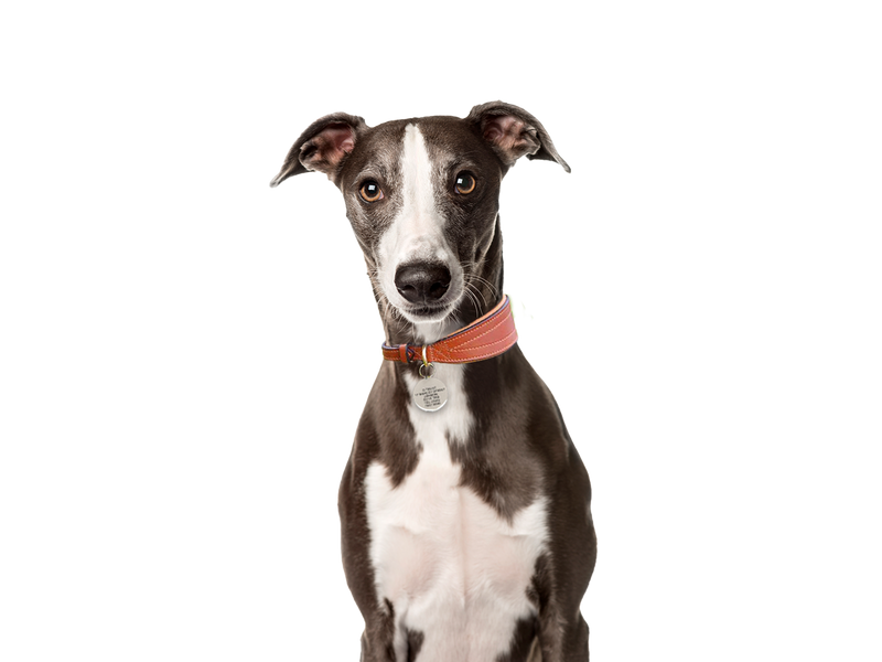 Whippet behind a white, transparent background