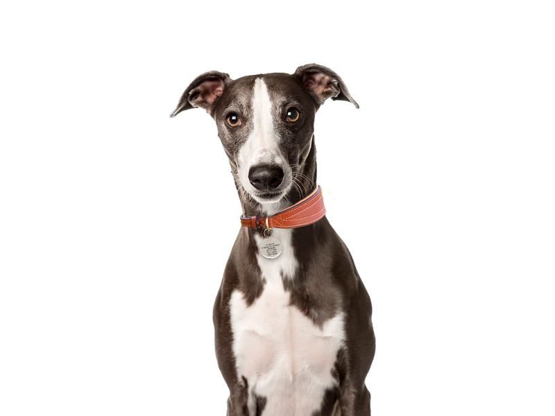 Whippet shop cross rescue