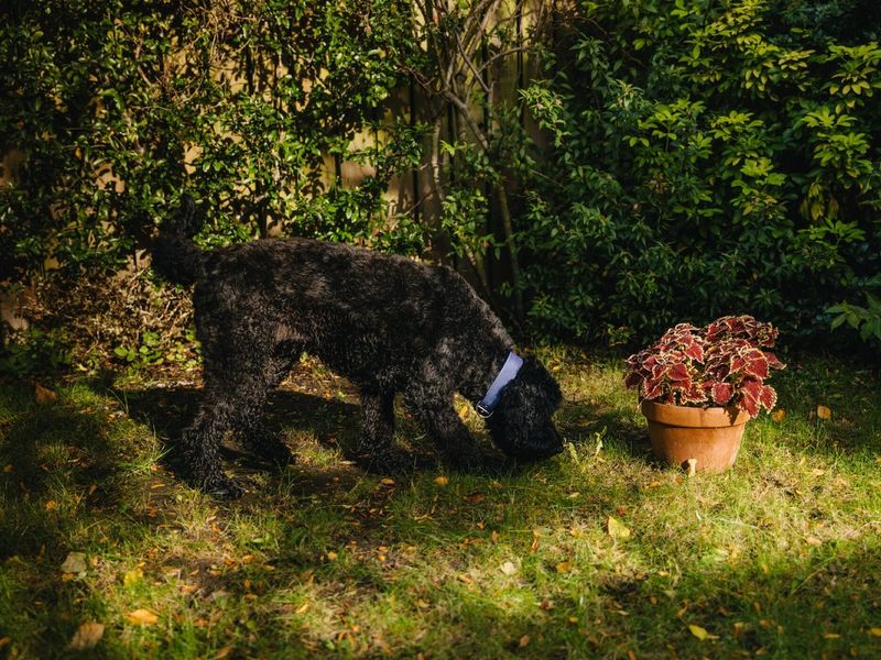 Cockapoo outside in the garden