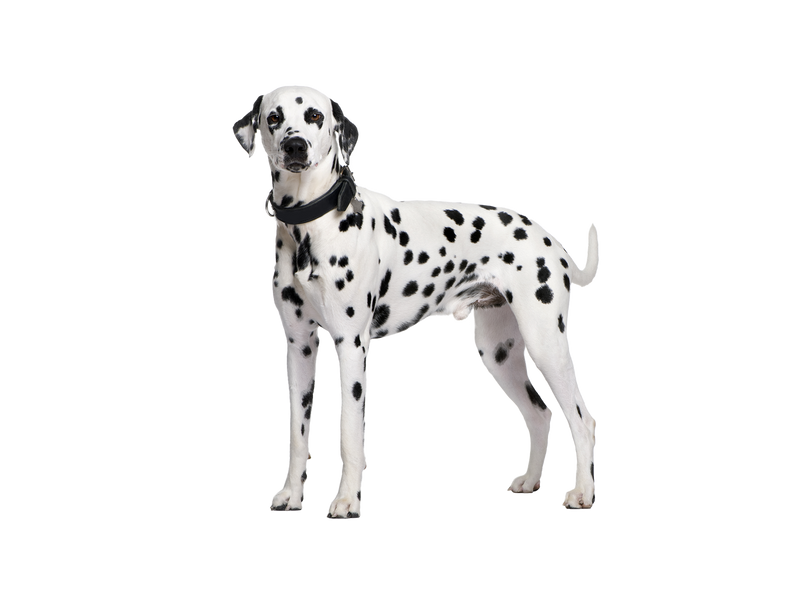 Dalmatian dog behind a white, transparent background