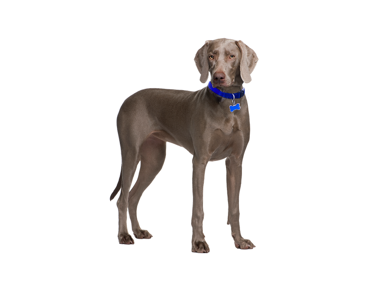 Weimaraner dog on a white transparent background