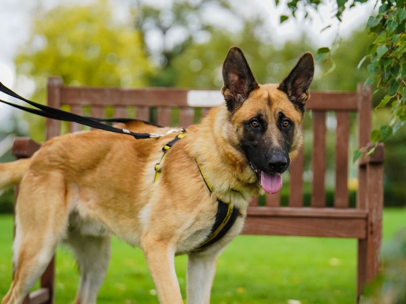 Bruno the German Shepherd Dog goes for a walk