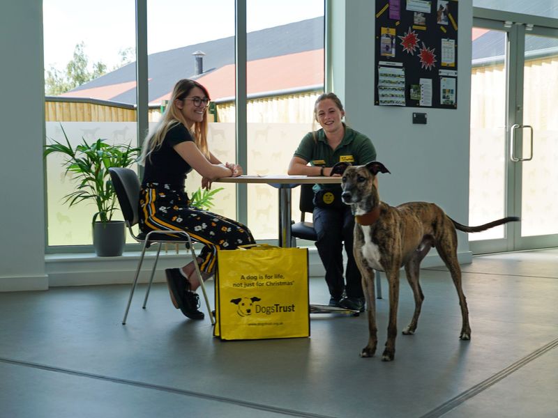 Adult lurcher, inside, at reception, standing alongside a member of staff and a smiling member of the public.