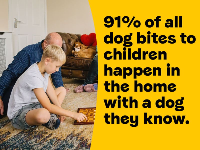 91% of all dog bites to children happen in the home with a dog they know.