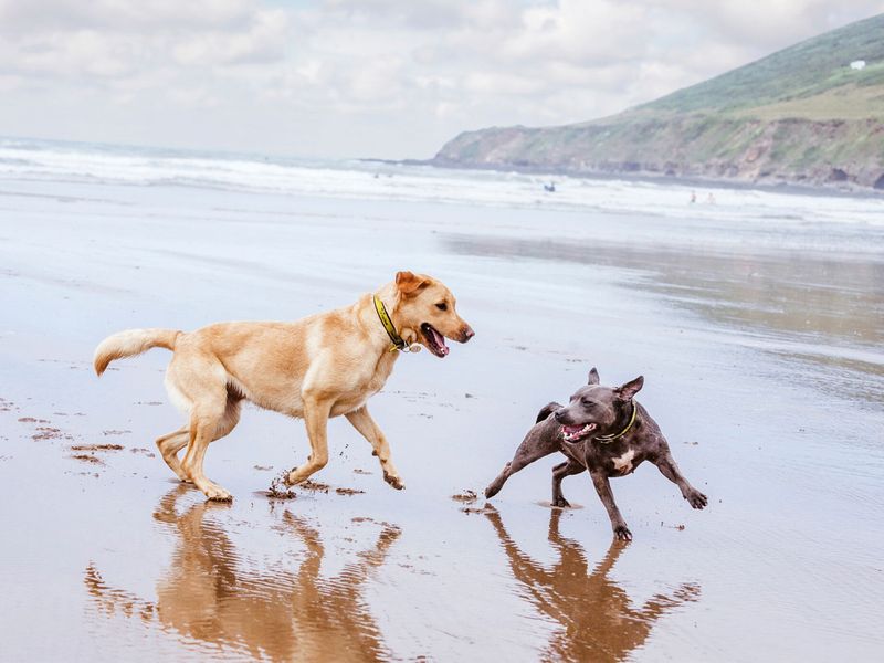 Two dogs running on the beach