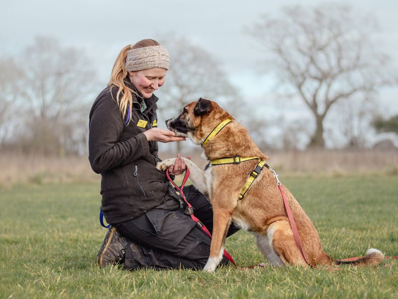 Clodagh the Underdog with her Canine Carer