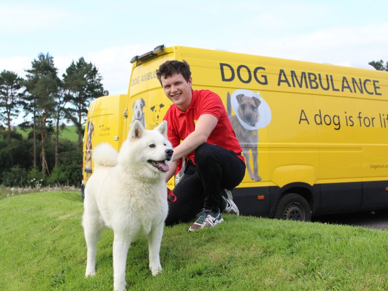 Elliot one of our volunteers posing with Ivy a white akita on a green hill, behind a yellow dog ambulance. 
