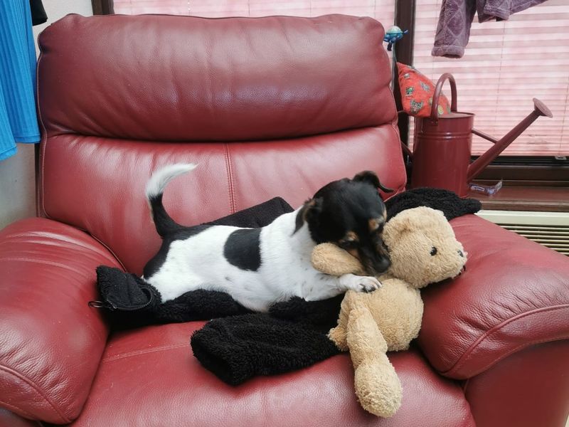 Lena the Jack Russel on a couch with her toys