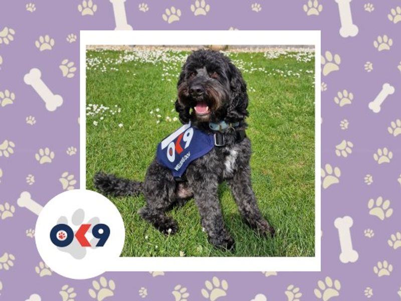 OK9 dog arlo a black cockapoo cross with a OK9 vest blue vest on.