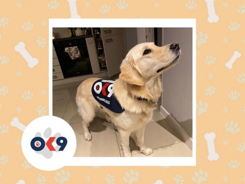 OK9 dog Spud an adult Golden Retriever with a OK9 vest blue vest on.