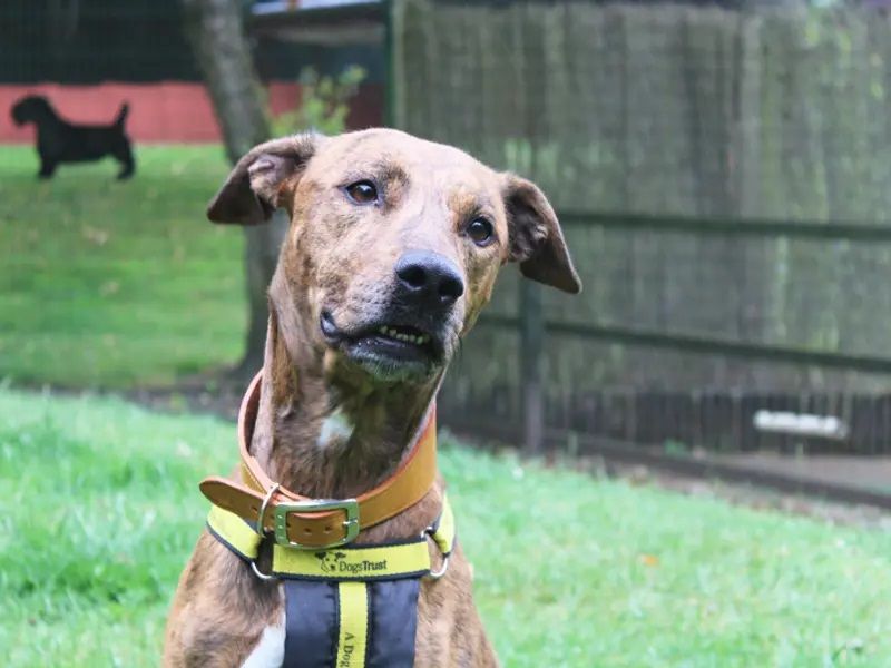 Opie a brindle crossbreed from Merseyside, posing in garden with his head tilted. 