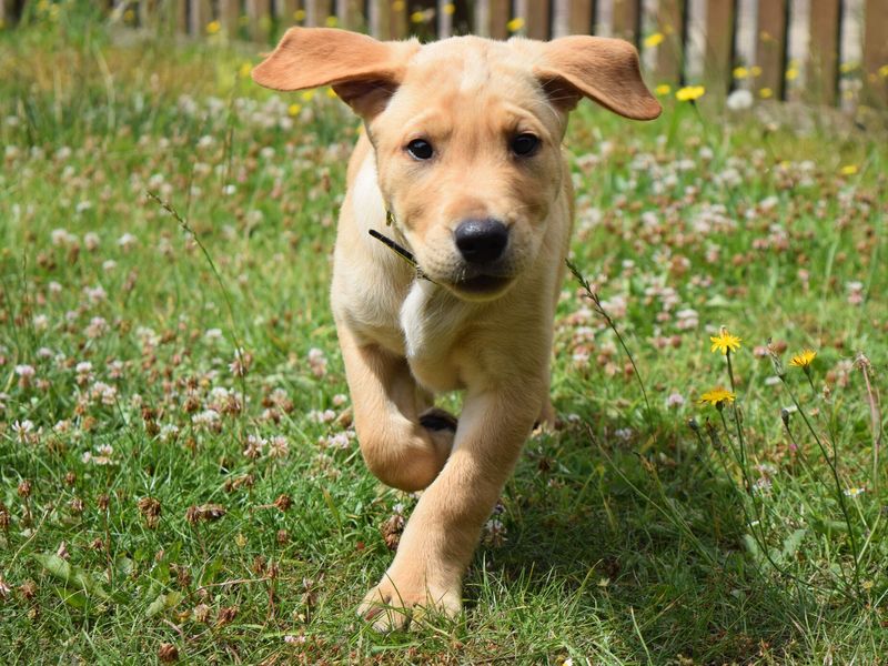 Labrador puppy running through a field