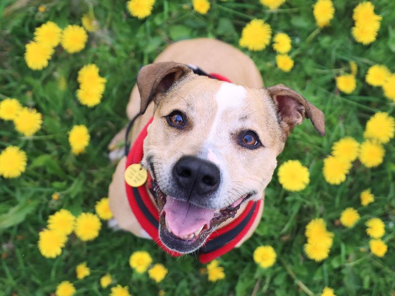 Brian a tan staffie in a birdseye view shot looking at the camera in a field of yellow flowers.