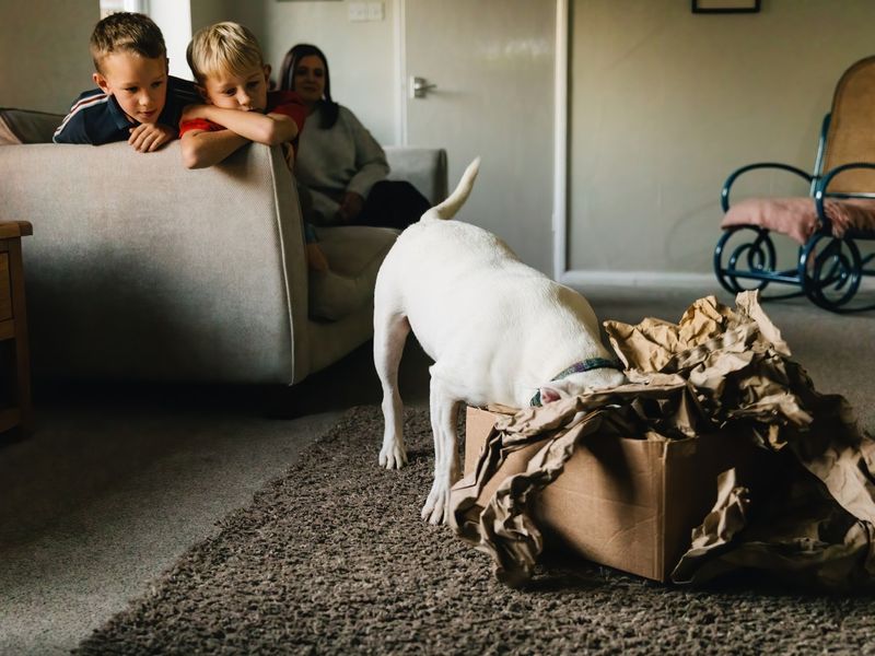 White Bull Terrier dog with his head in a snuggle cardboard box in the living room, whilst a mum and two boys watch from the sofa.