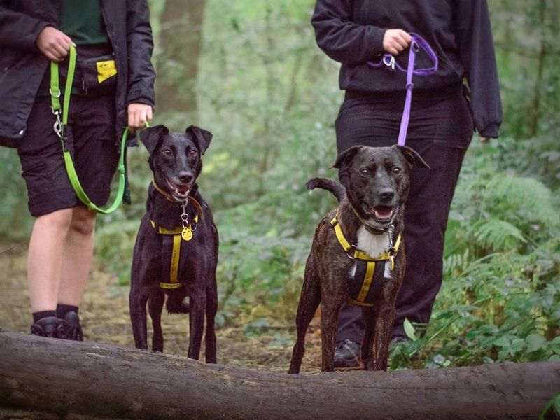 Dogs Trust canine carers take two dogs for a woodland walk