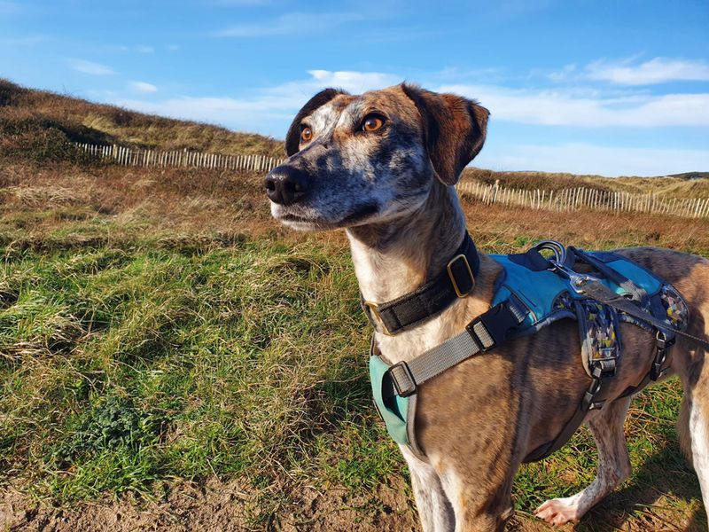 Amber the Crossbreed dog enjoys a woodland walk in Ilfracombe