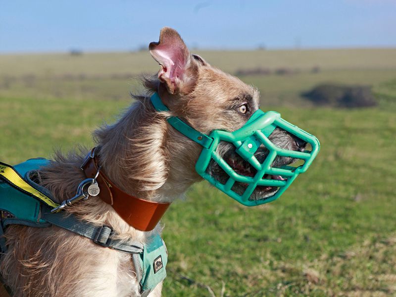Tula the Lurcher wears a muzzle while enjoying a woodland walk in Shoreham