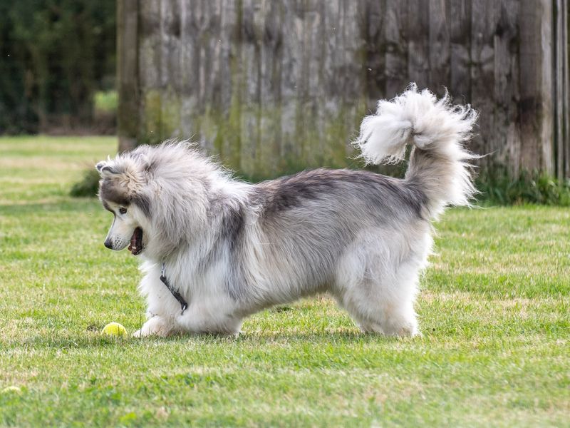 Sponsor dog Tang playing with a tennis ball in a field.