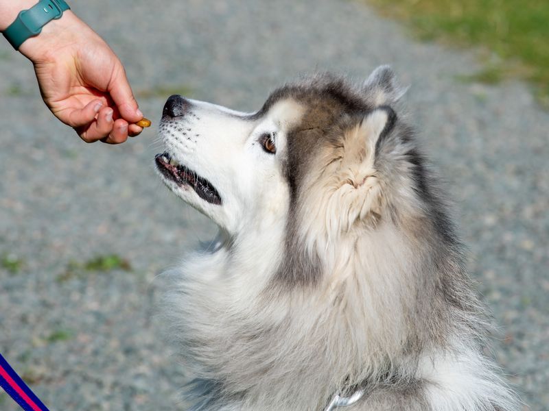 Sponsor dog Tang being given a treat by carer.