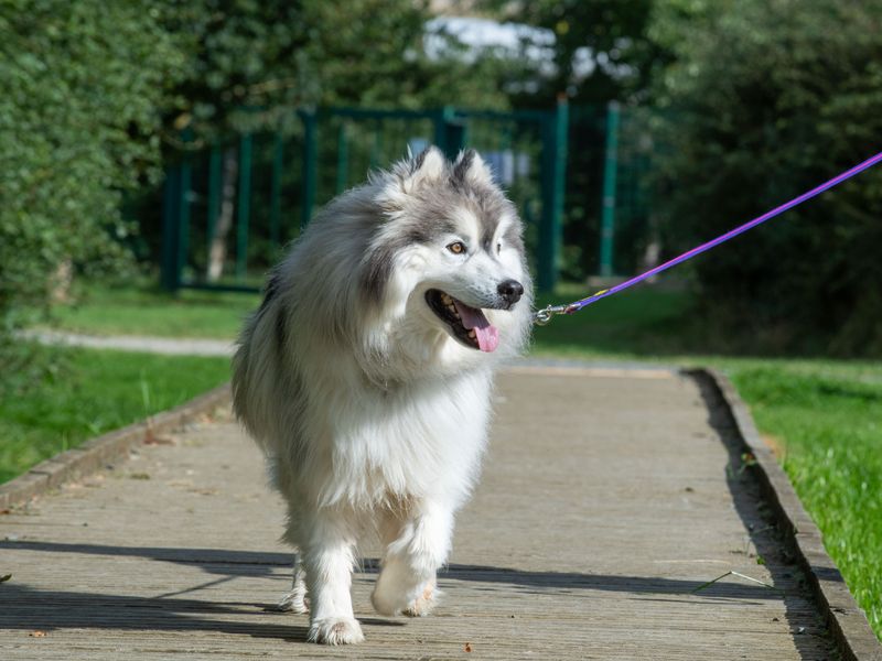 Sponsor dog Tang walking down a wooden path, looking to the right.