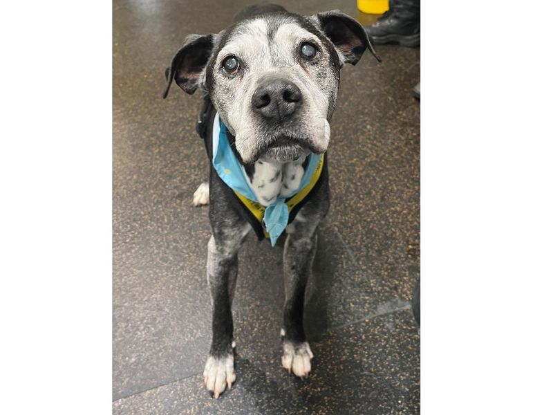 oldest dog at dogs trust Ty, a black and white staffordshire bull-terrier. Looking up at the camera with a blue bandana on.