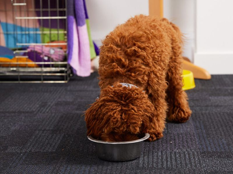 Dog eating from a bowl